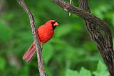 Northern Cardinalborder=